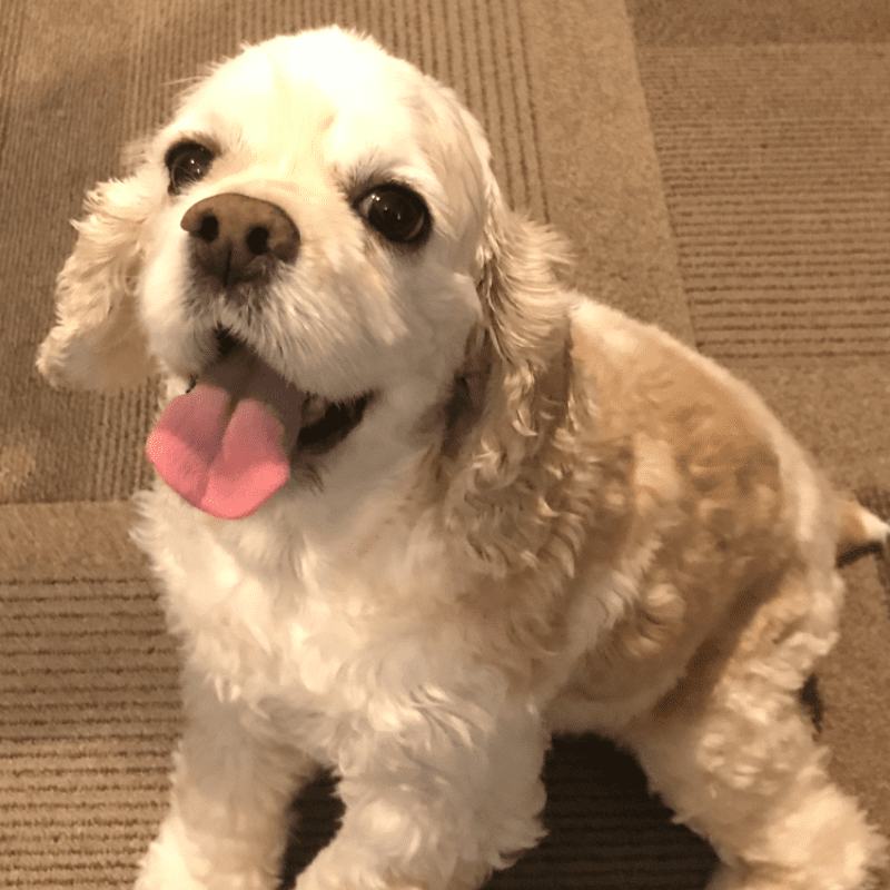 Cocker Spaniel office dog